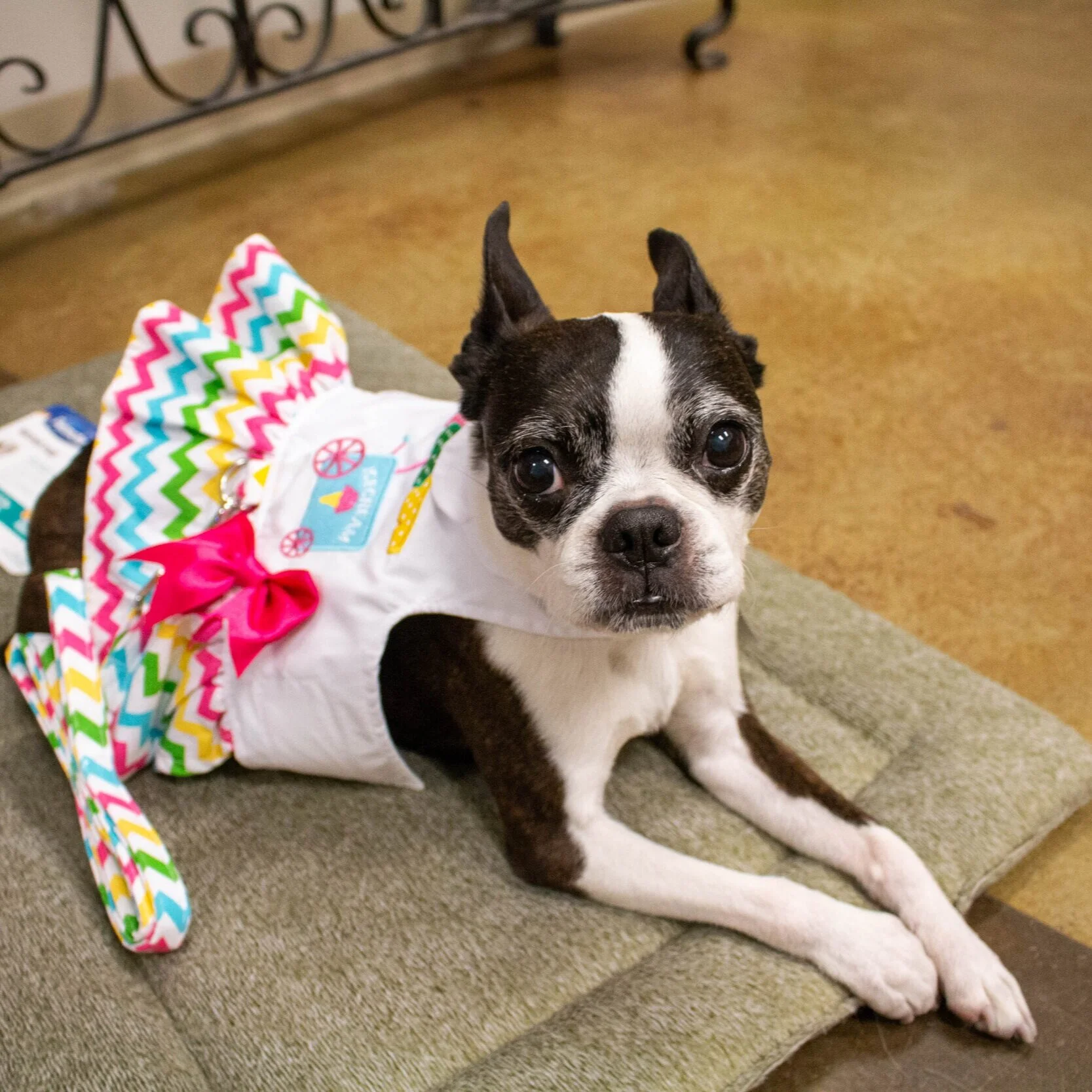 Pet Apparel Fancy Fur